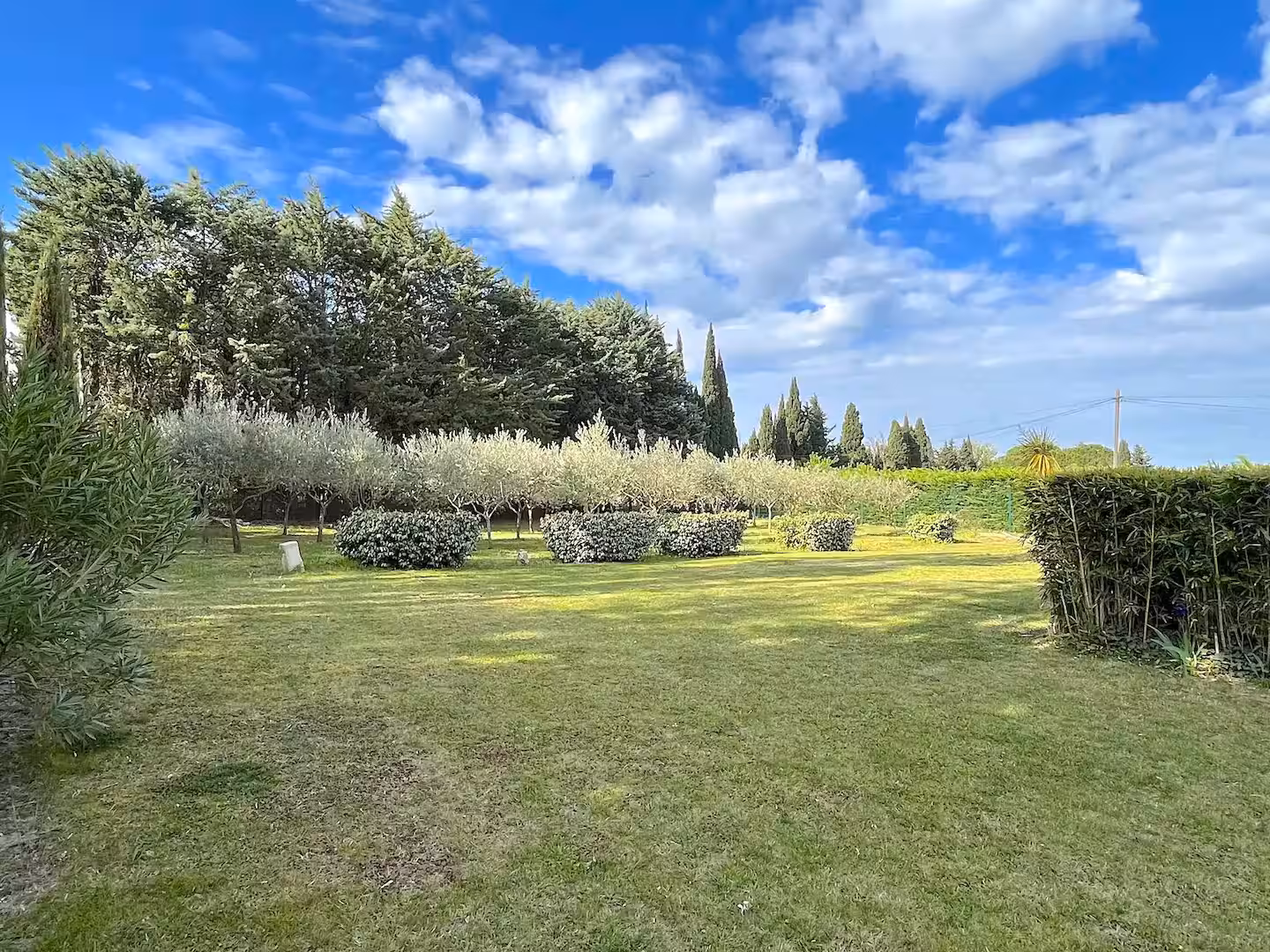 The lawn, olive trees and cypress hedge